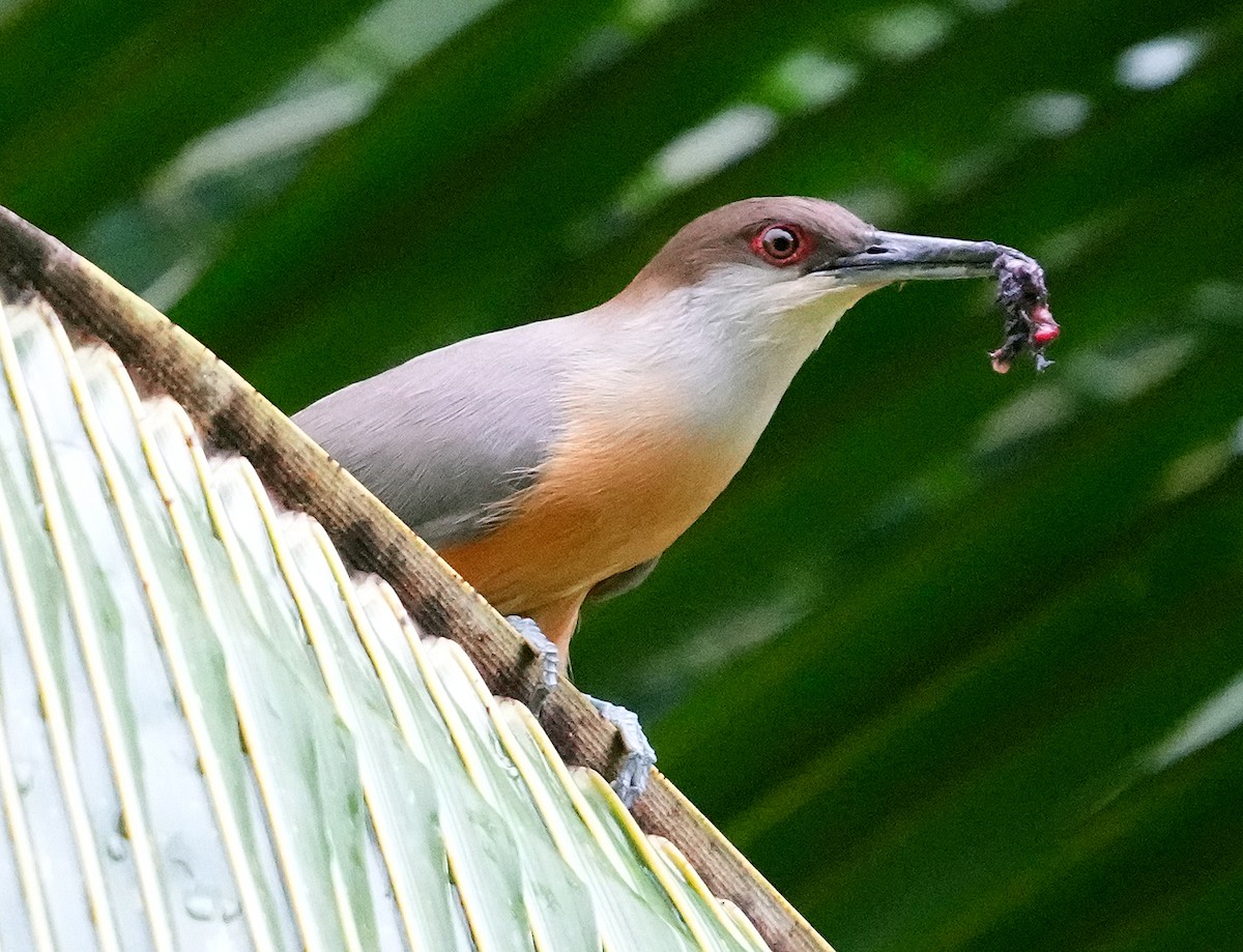 Jamaican Lizard-Cuckoo - ML636987386