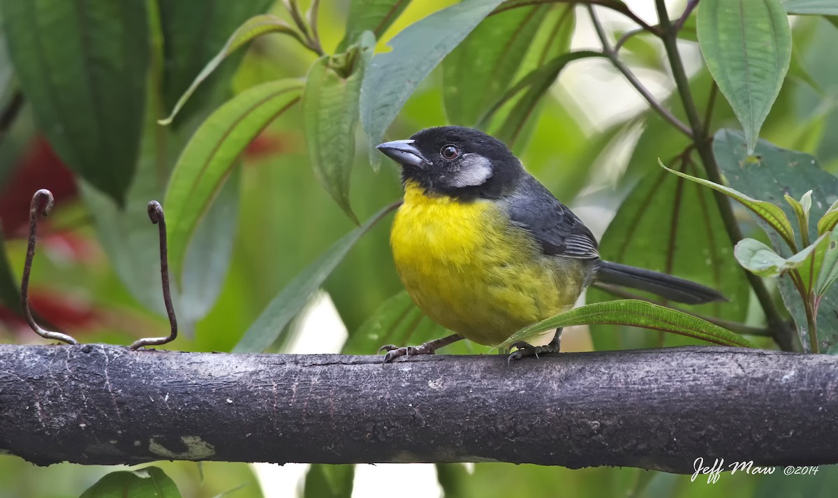 Santa Marta Brushfinch - ML63698741