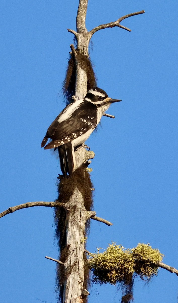 Hairy Woodpecker - ML636987412