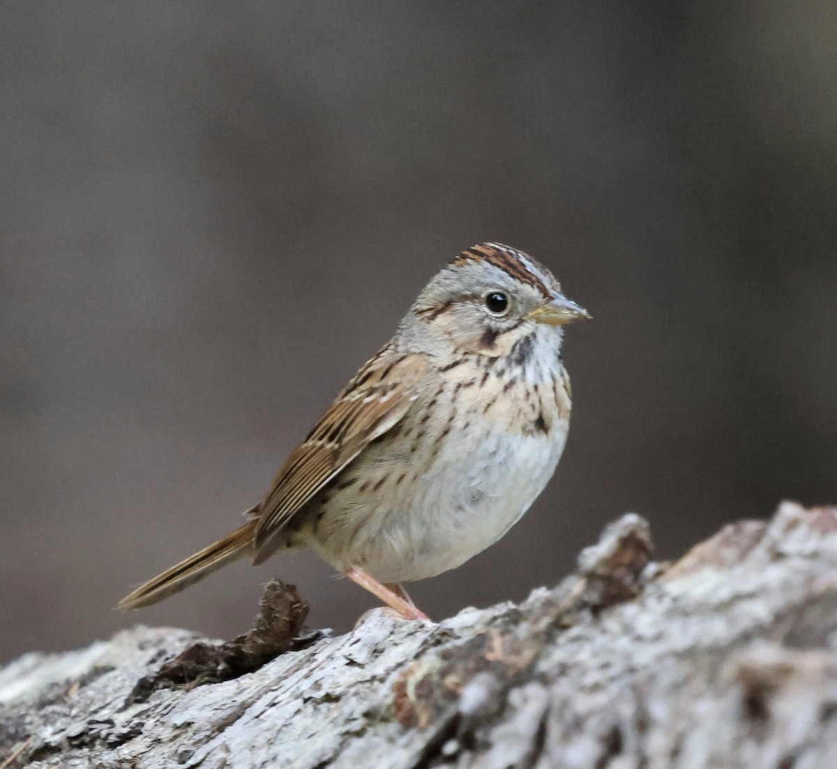 Lincoln's Sparrow - ML636987425