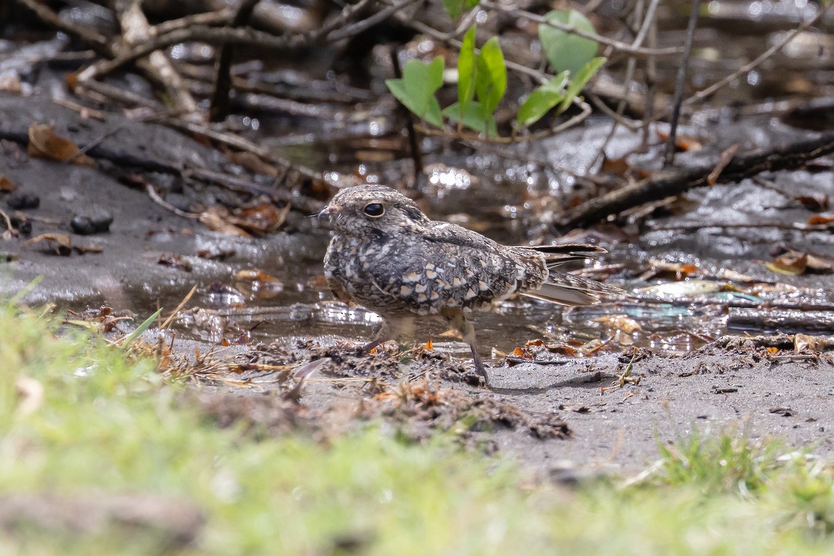 Savanna Nightjar (Sunda) - ML636987427