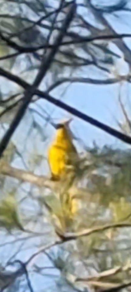 Black-naped Oriole - ML636987449