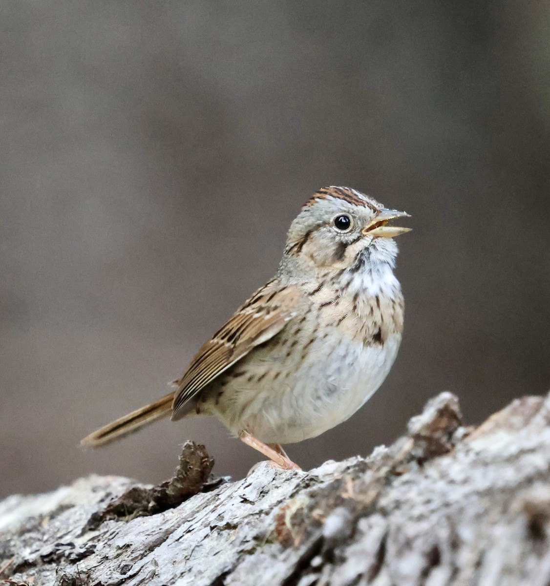 Lincoln's Sparrow - ML636987478
