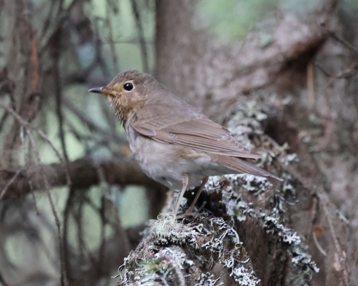 Swainson's Thrush - ML636987504