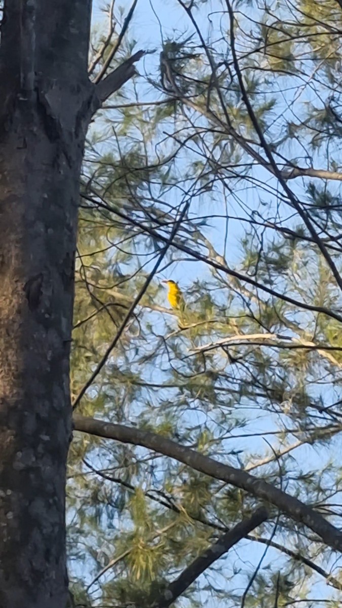 Black-naped Oriole - ML636987511