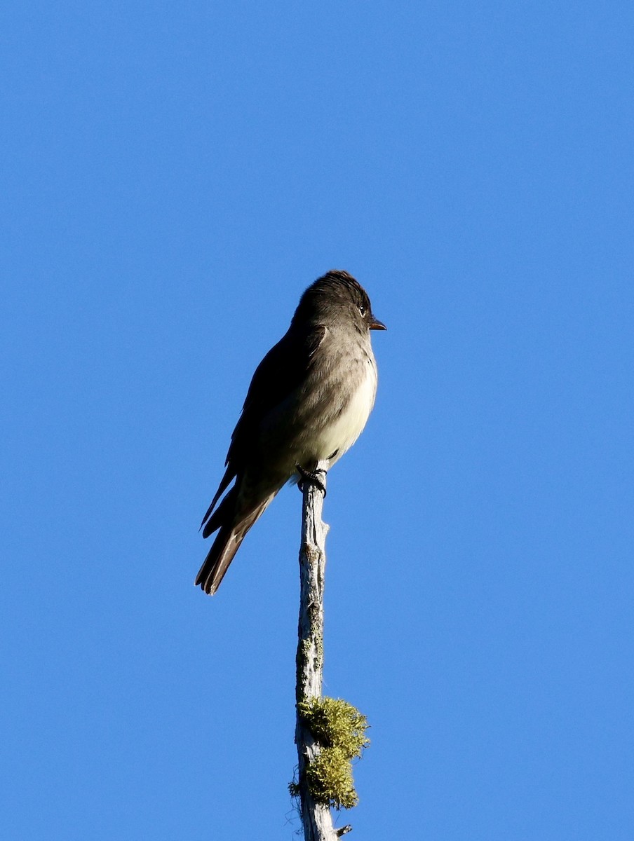Olive-sided Flycatcher - ML636987546