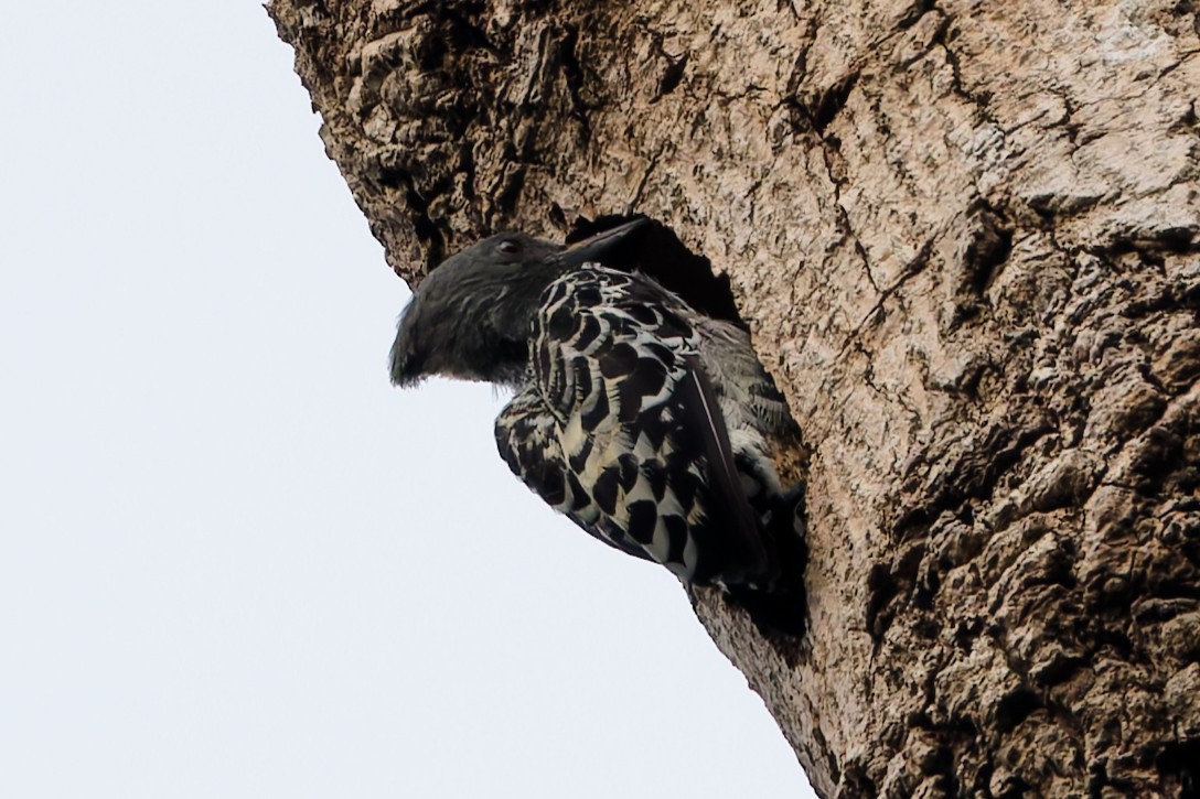 Gray-and-buff Woodpecker - ML636987625