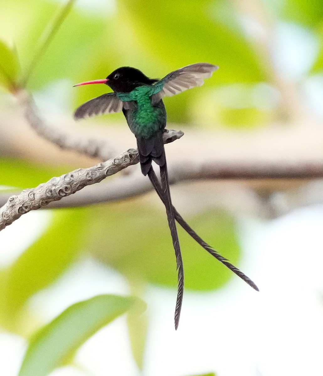 Red-billed Streamertail - ML636987635