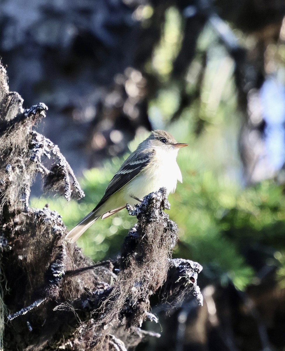 Willow Flycatcher - ML636987648