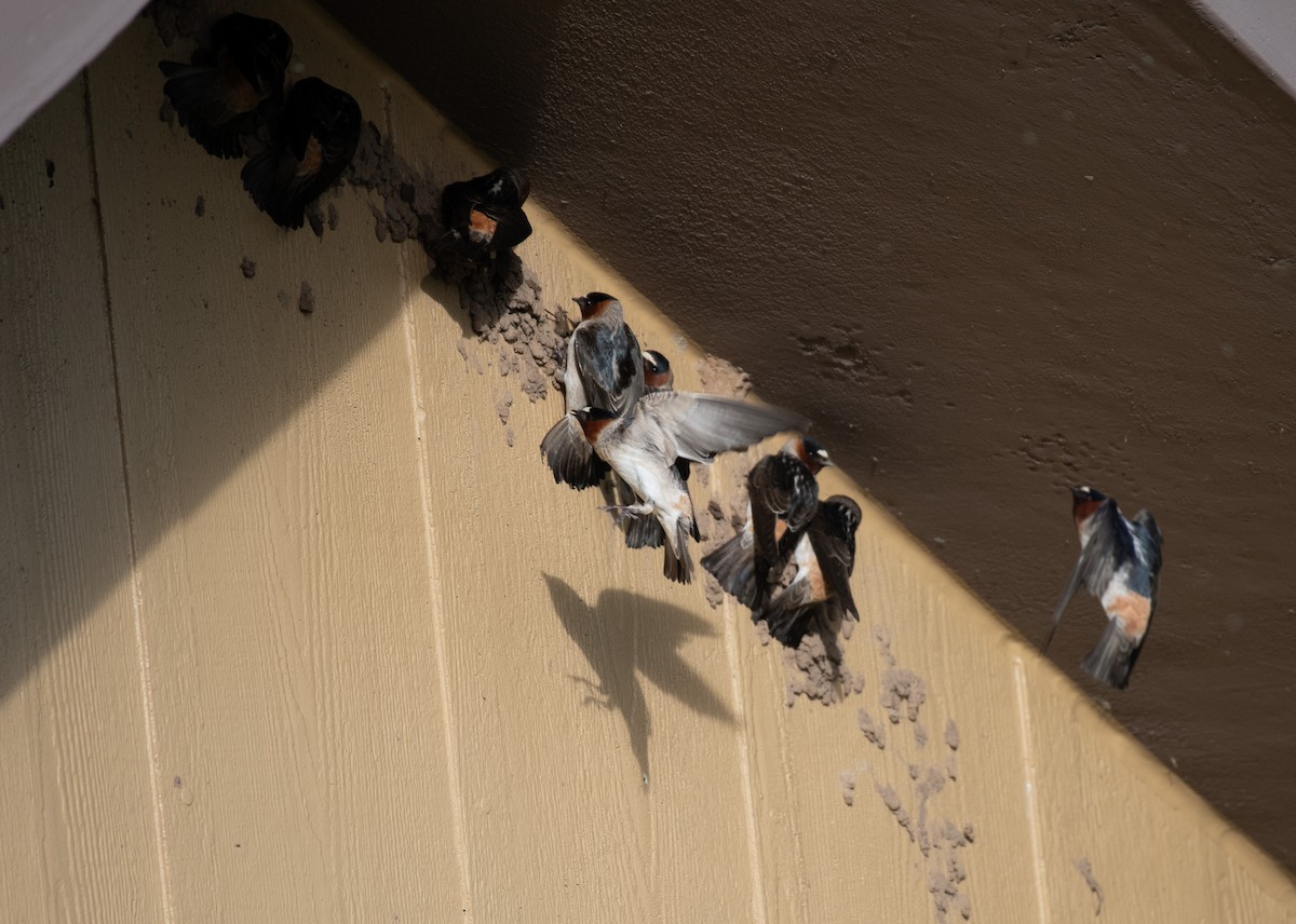 Cliff Swallow - ML636987653