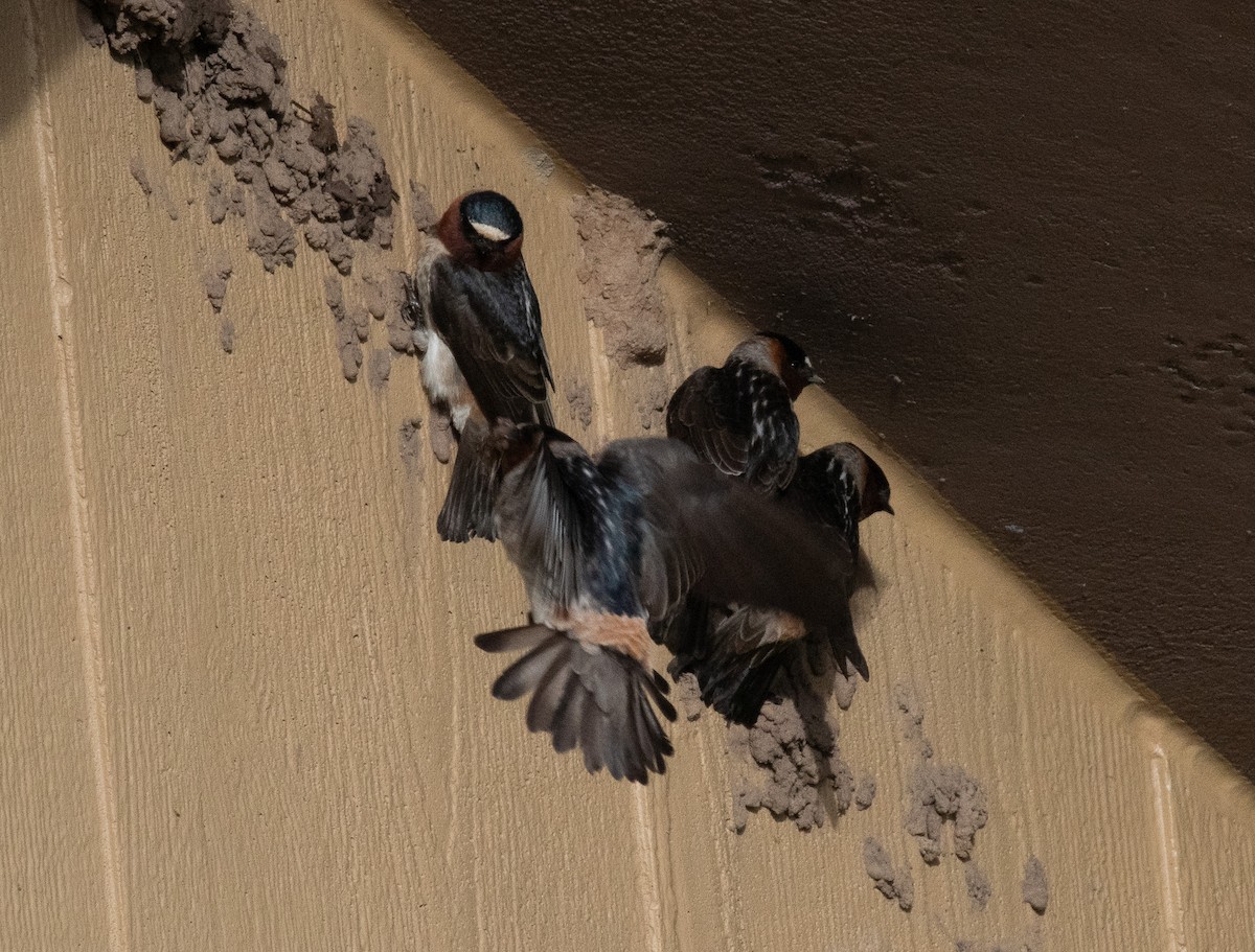 Cliff Swallow - ML636987656
