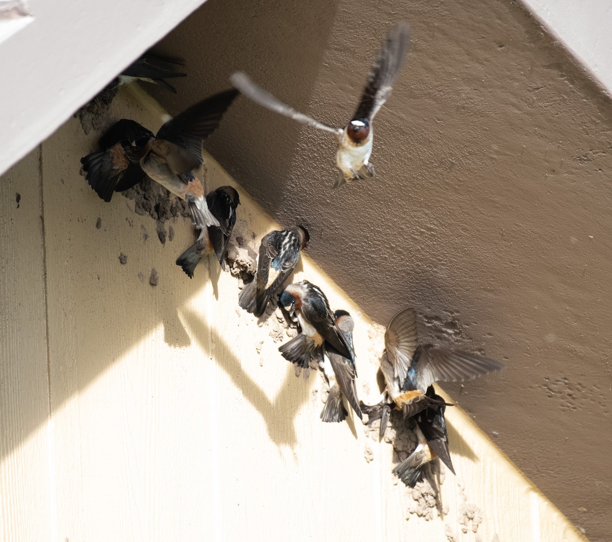 Cliff Swallow - ML636987657