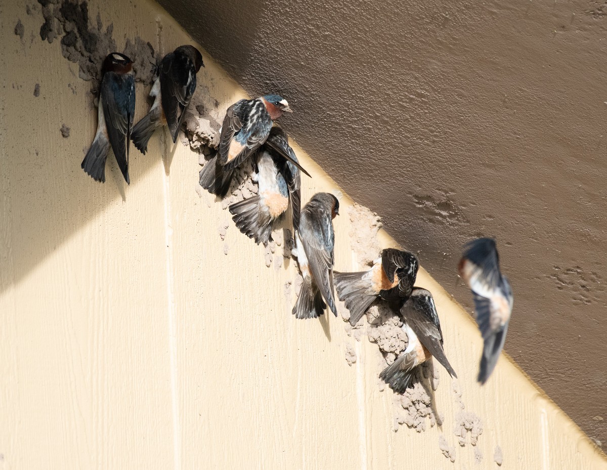 Cliff Swallow - ML636987658