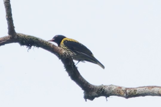 Dark-throated Oriole - ML636987683