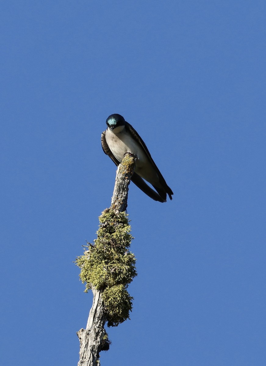 Tree Swallow - ML636987697