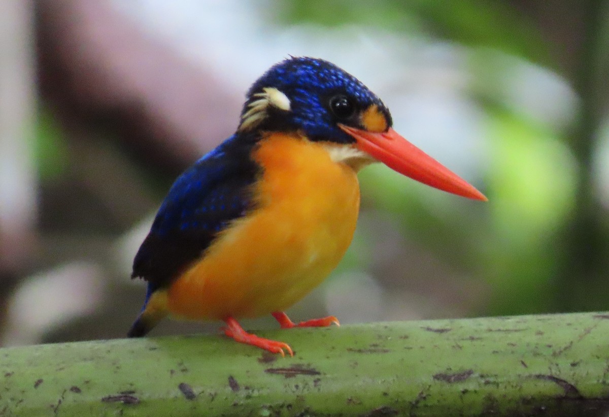 Moluccan Dwarf-Kingfisher (Seram) - ML636987703