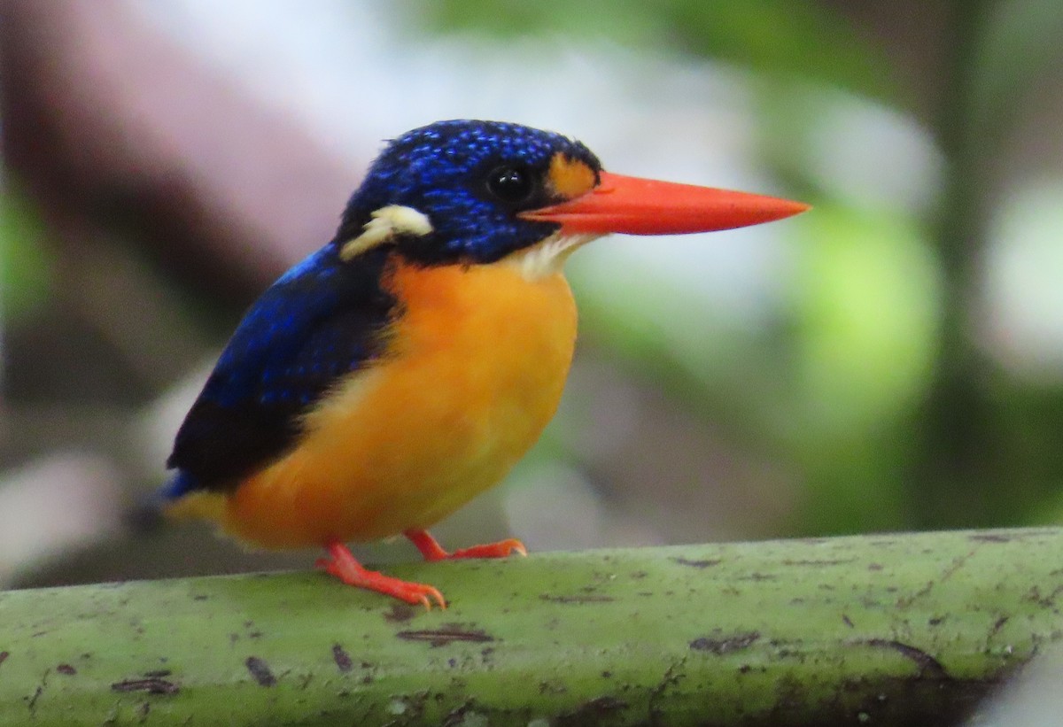 Moluccan Dwarf-Kingfisher (Seram) - ML636987704
