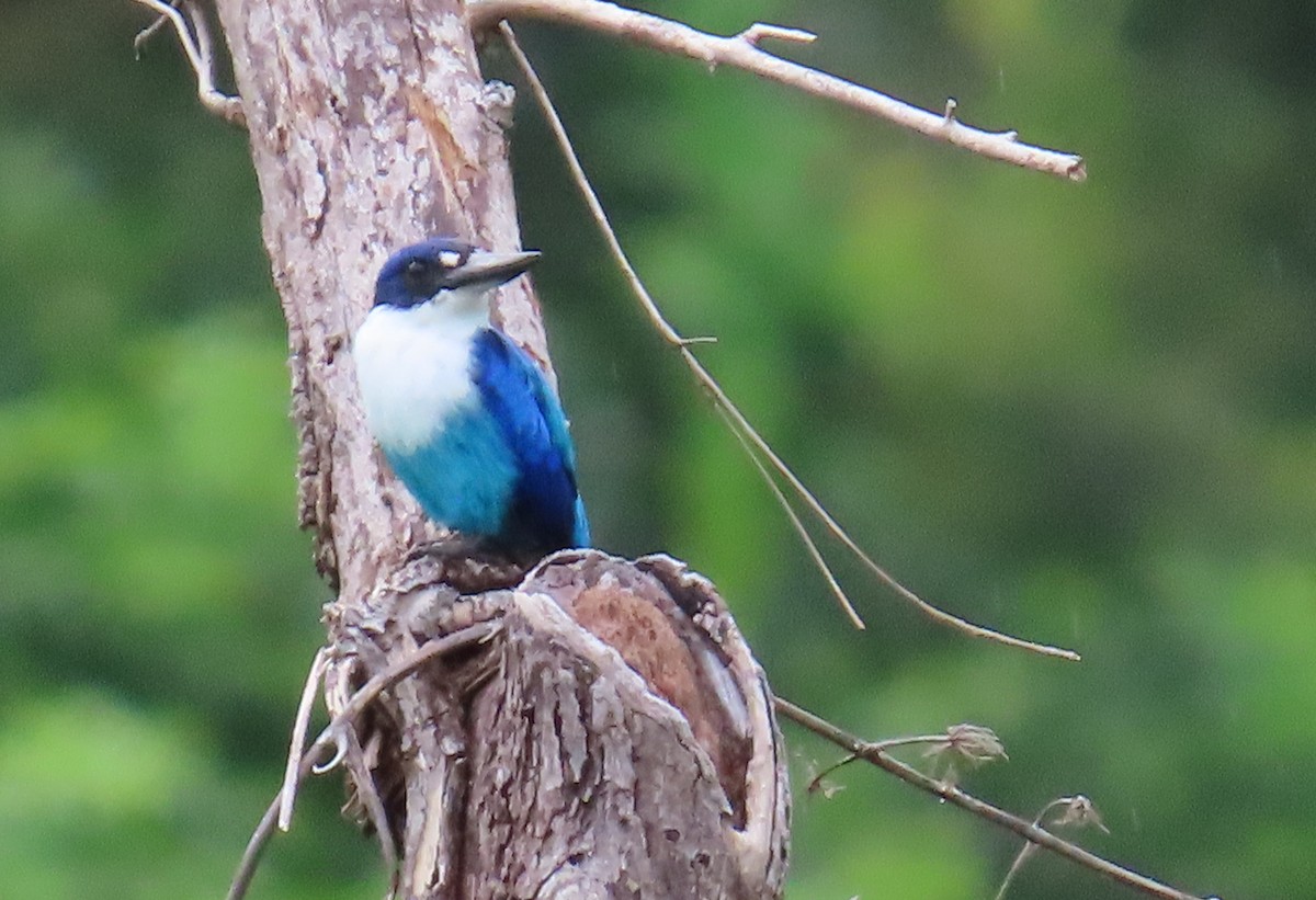 Lazuli Kingfisher - ML636987753