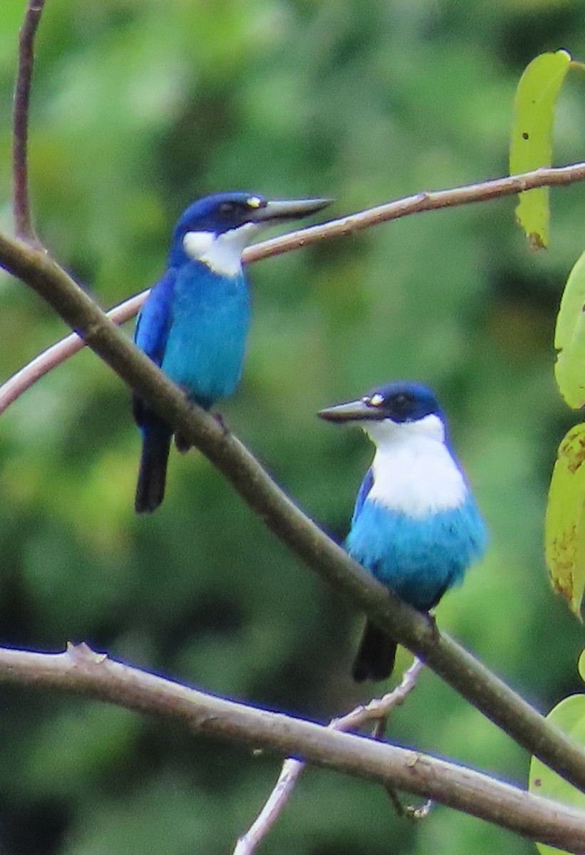 Lazuli Kingfisher - ML636987755