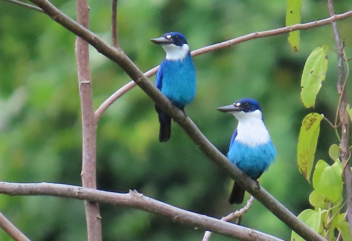 Lazuli Kingfisher - ML636987756