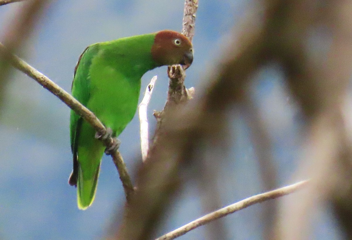 Red-cheeked Parrot - ML636987789