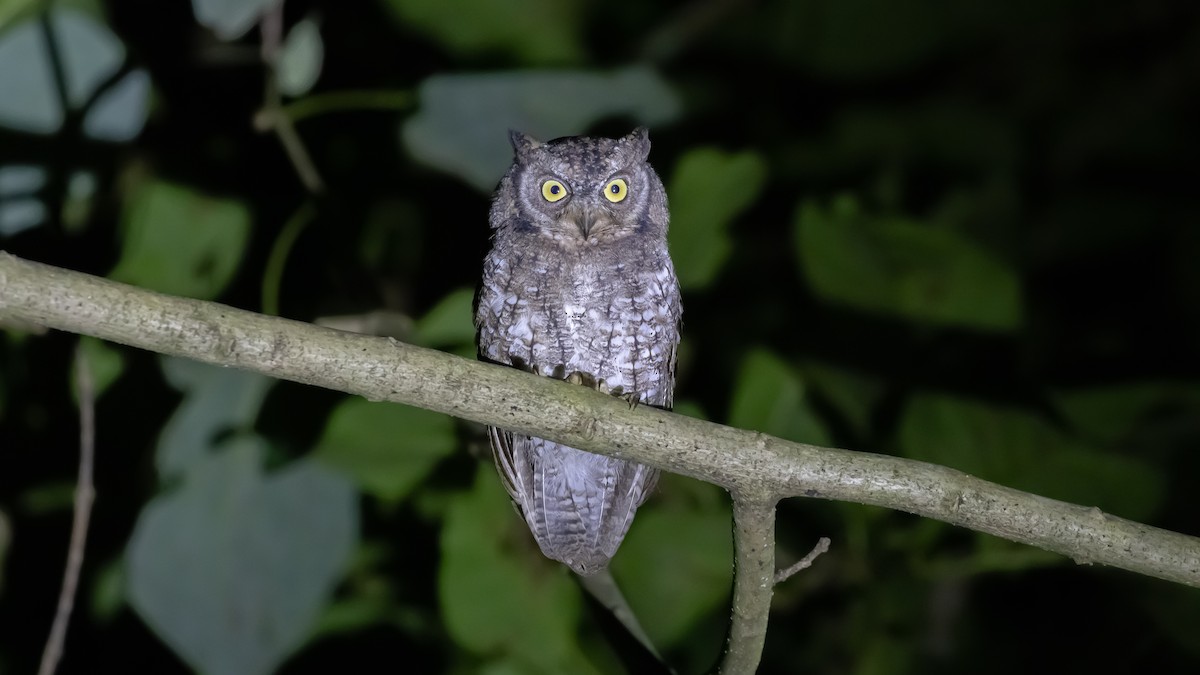 Rinjani Scops-Owl - ML636987790