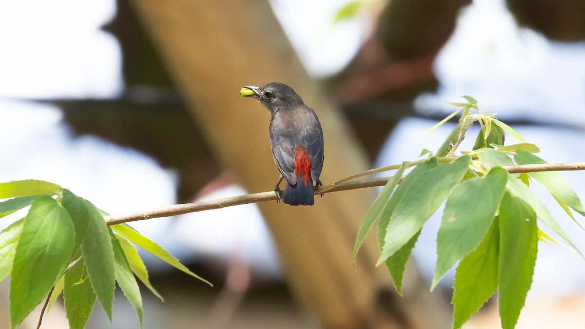 Red-chested Flowerpecker - ML636987799