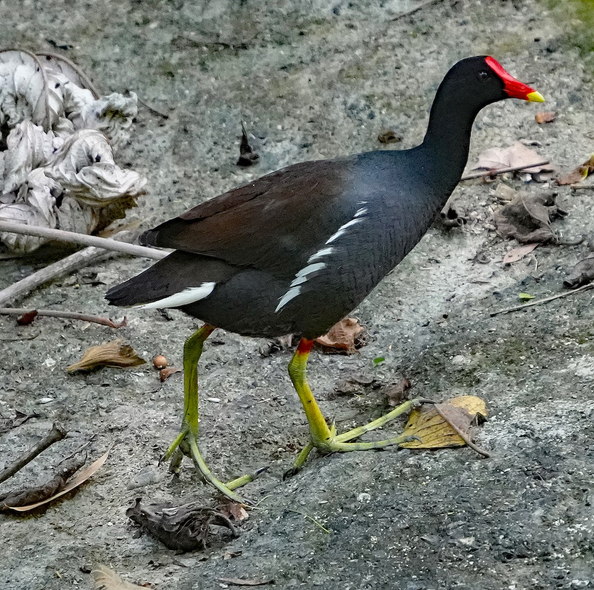 Common Gallinule - ML636987806