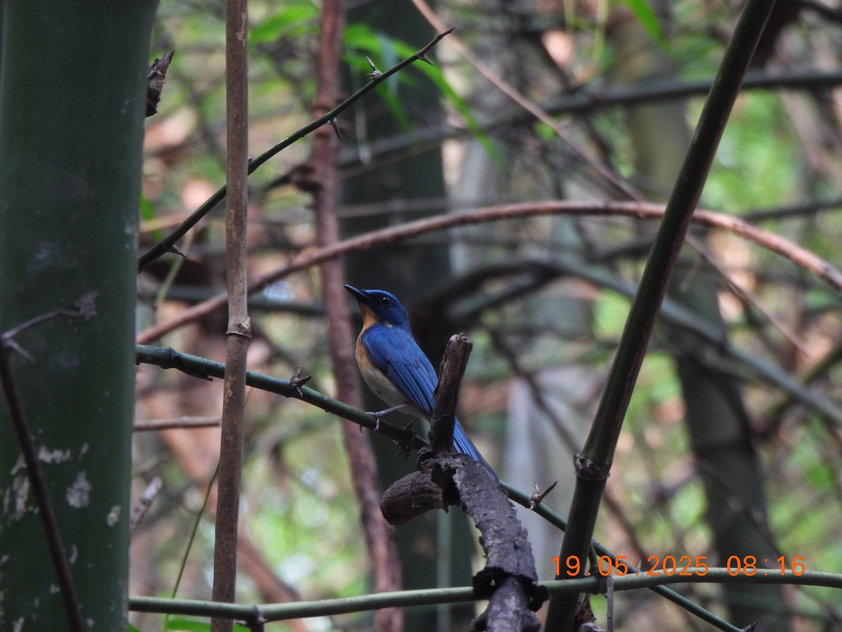 Tickell's Blue Flycatcher - ML636987815
