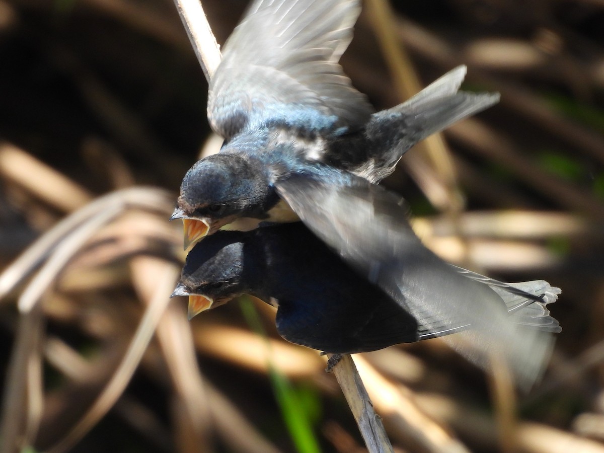 Barn Swallow (White-bellied) - ML636987844