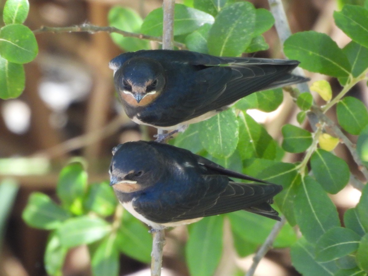 Barn Swallow (White-bellied) - ML636987845