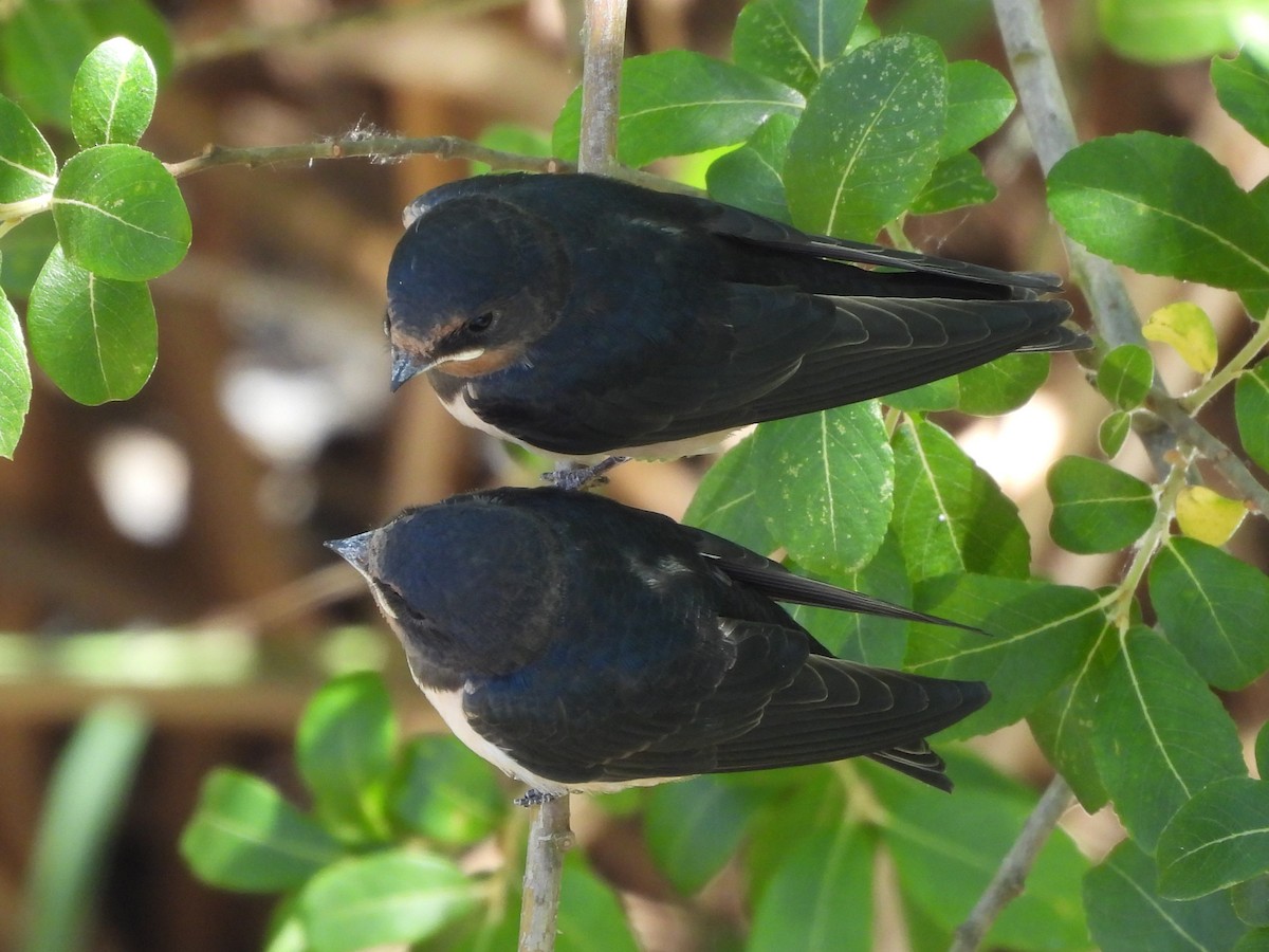 Barn Swallow (White-bellied) - ML636987846