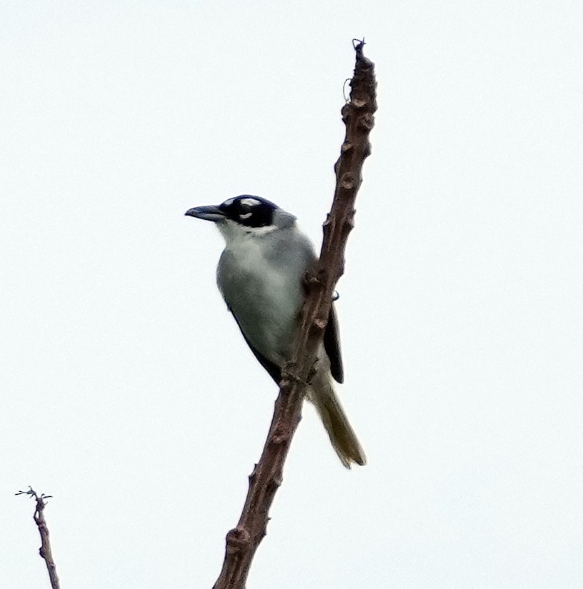 Black-crowned Palm-Tanager - ML636987922