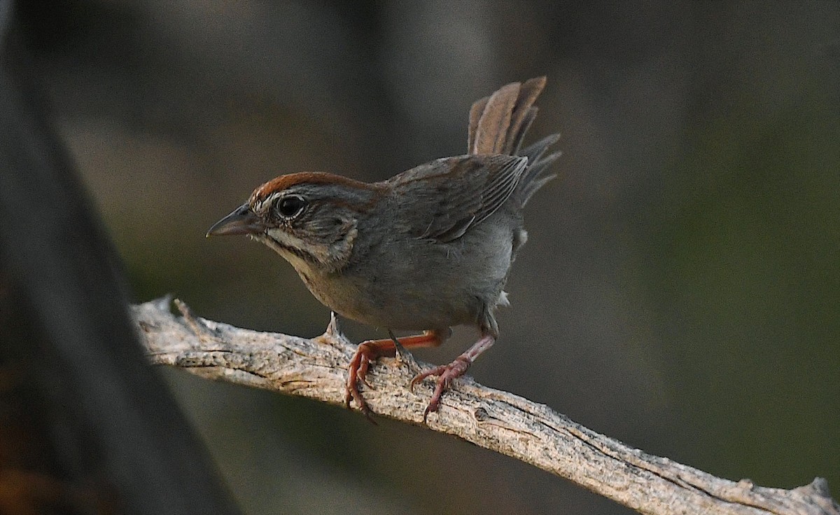 Rufous-crowned Sparrow - ML636987948
