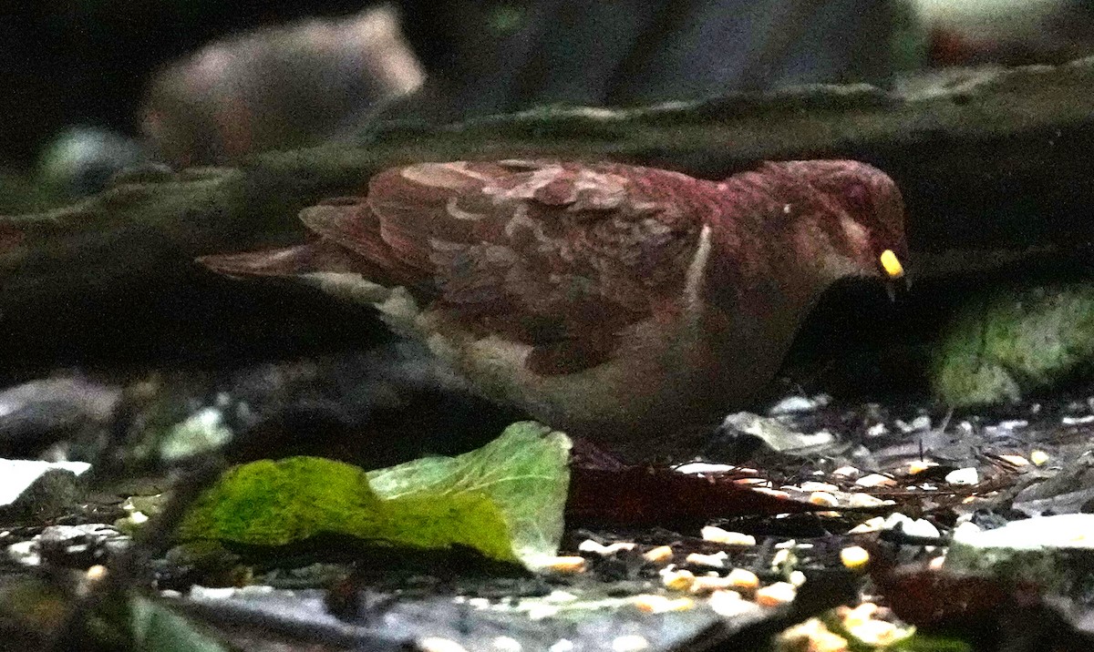 Ruddy Quail-Dove - ML636987967