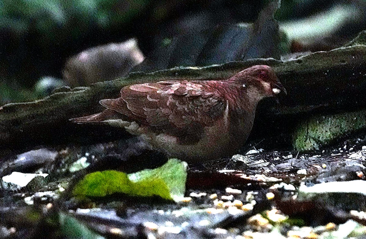 Ruddy Quail-Dove - ML636987968