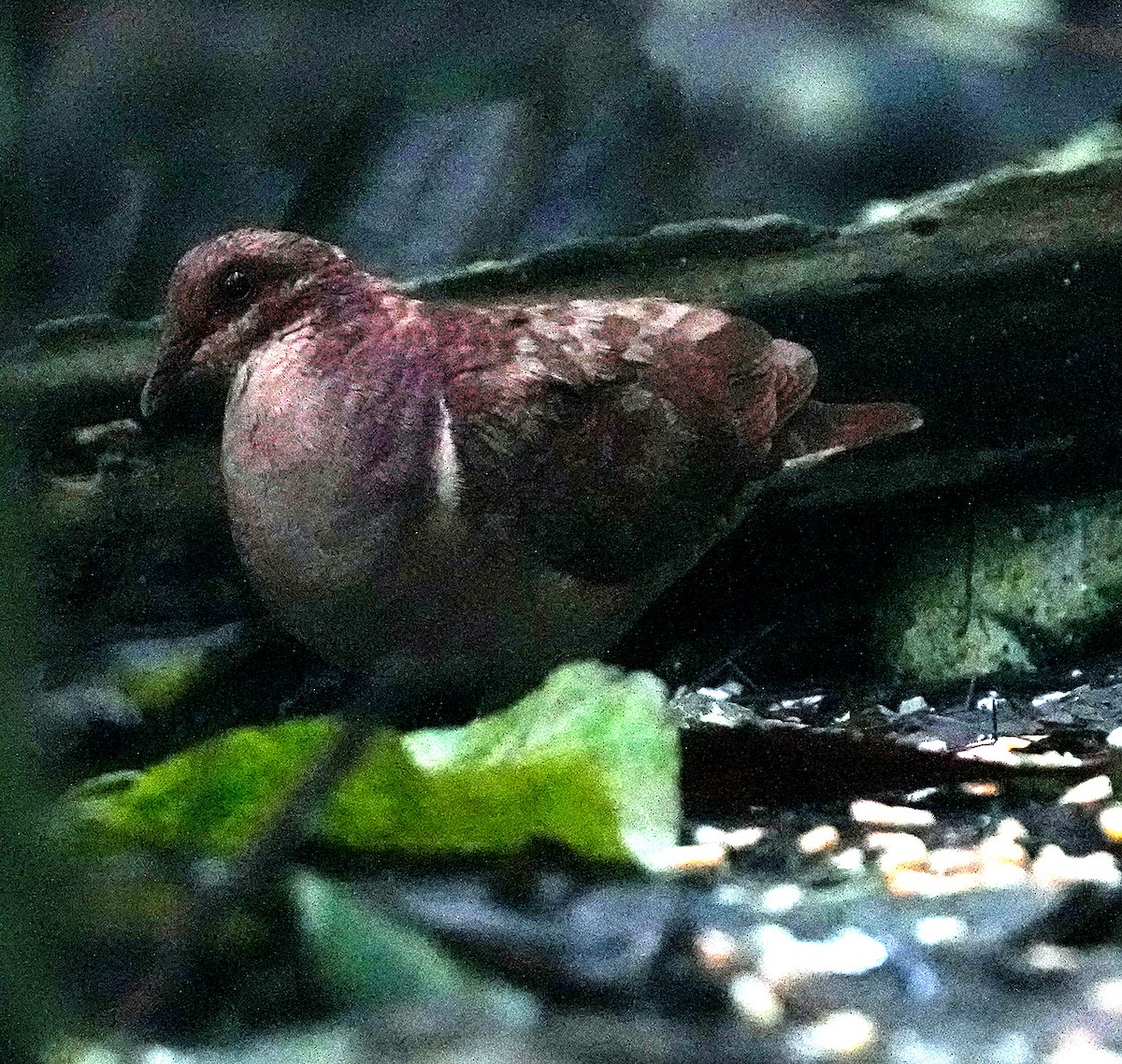 Ruddy Quail-Dove - ML636987981