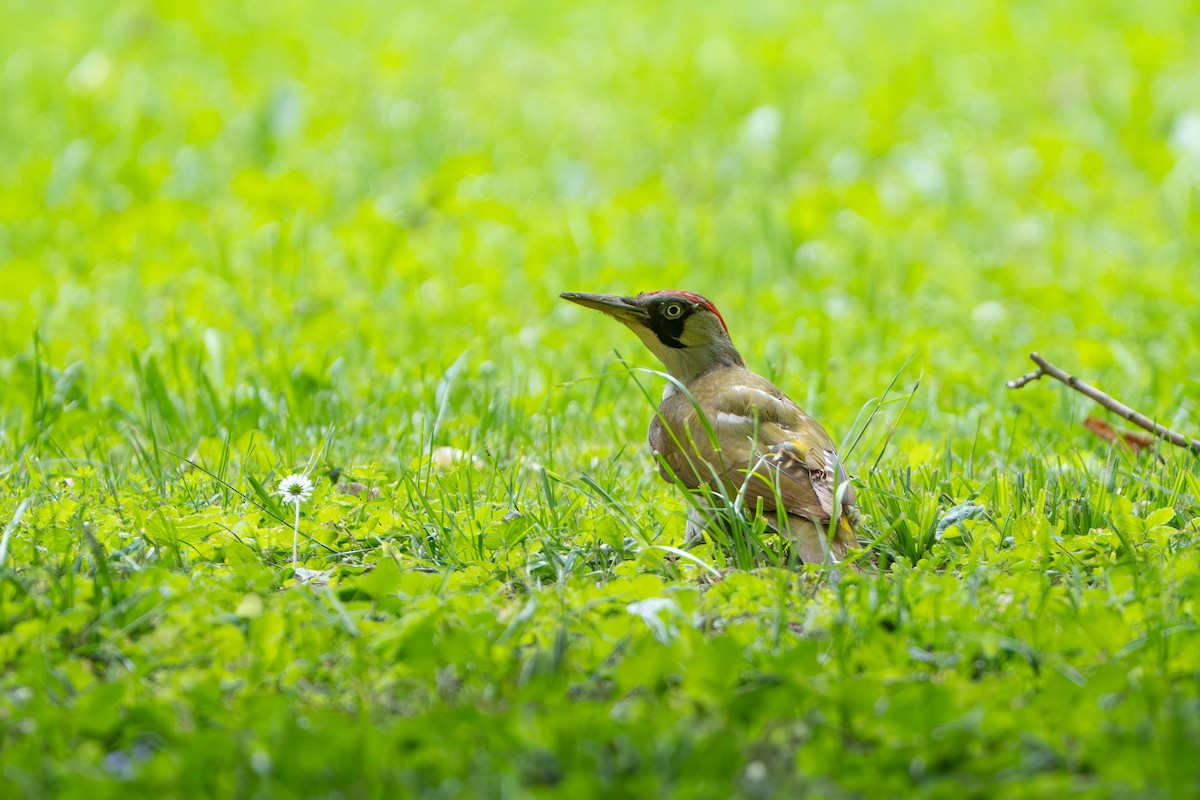 Eurasian Green Woodpecker - ML636987982