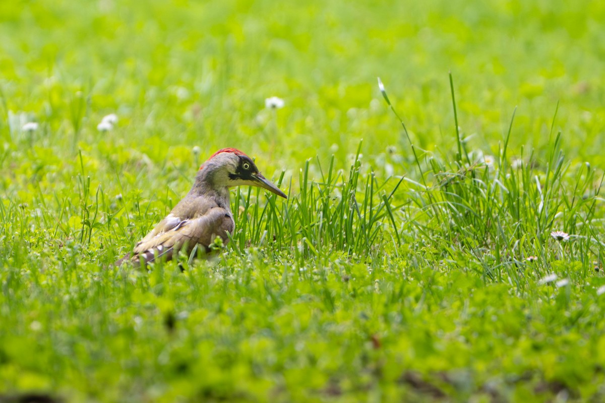 Eurasian Green Woodpecker - ML636987983
