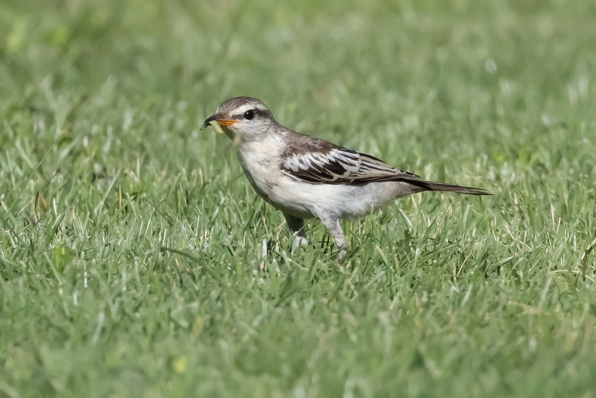 White-shouldered Triller - ML636987995