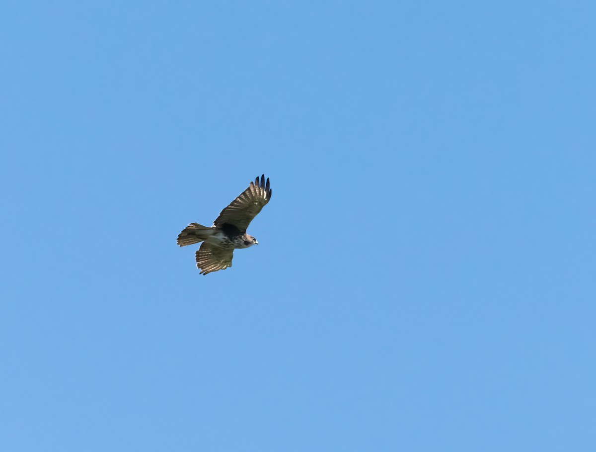 White-throated Hawk - ML636988025