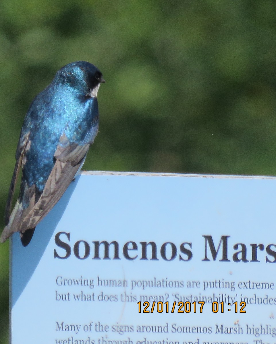 Tree Swallow - ML636988031