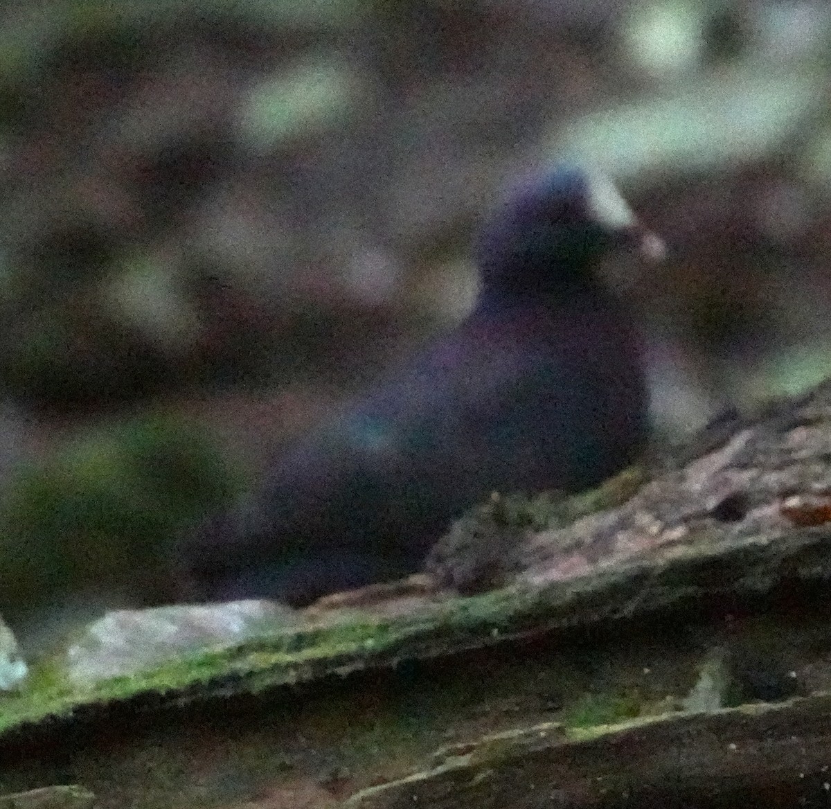 White-fronted Quail-Dove - ML636988033