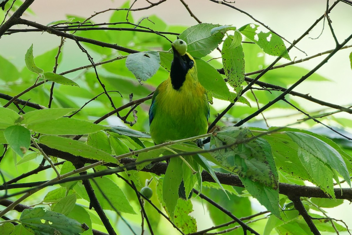 Blue-winged Leafbird - ML636988041