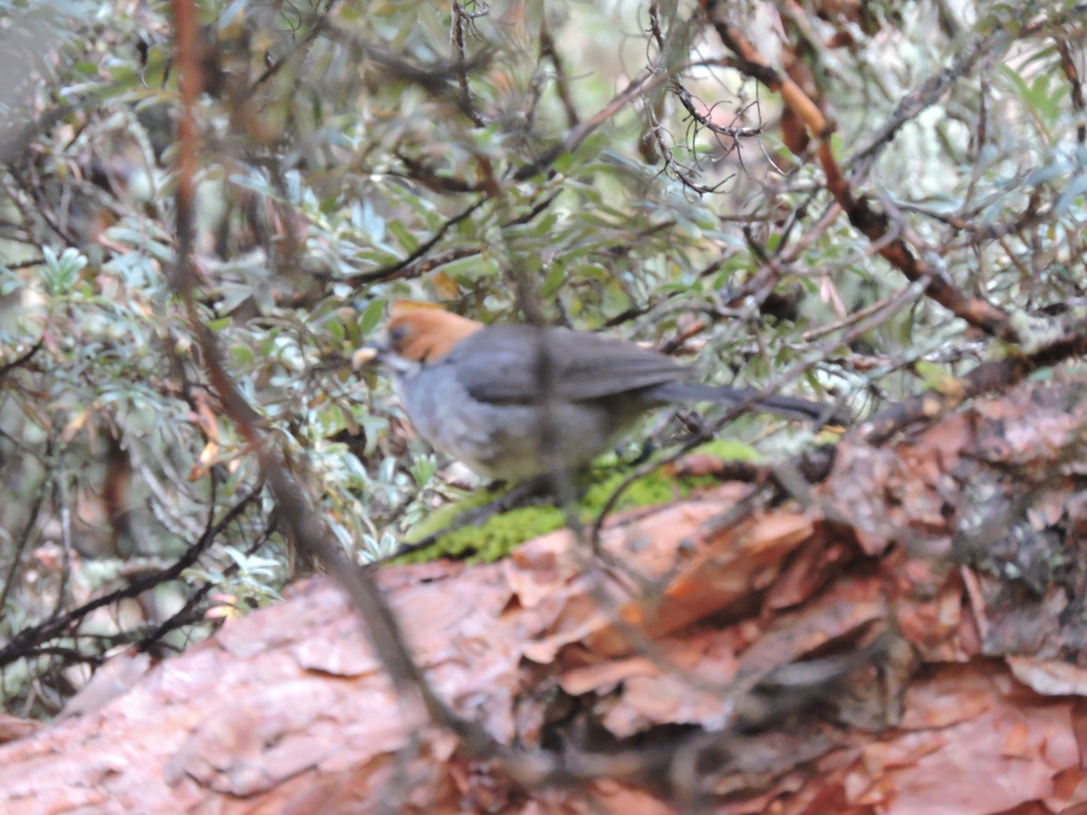 Rufous-eared Brushfinch - ML636988098