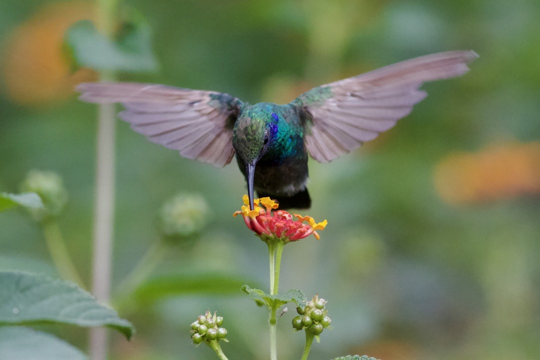 Mexican Violetear - ML636988102