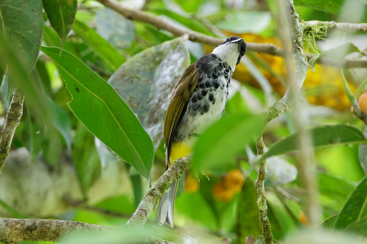Scaly-breasted Bulbul - ML636988126