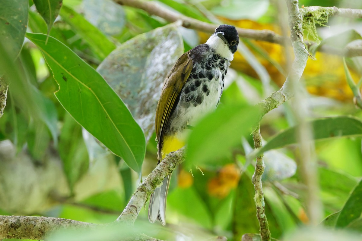 Scaly-breasted Bulbul - ML636988138