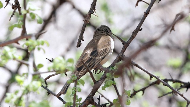 Yellow-spotted Bush Sparrow - ML636988177