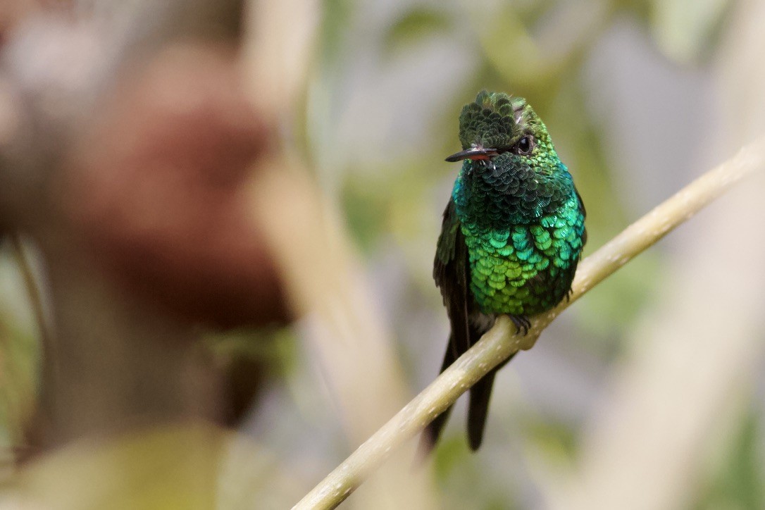 Golden-crowned Emerald - ML636988191